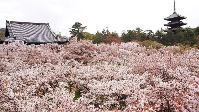 kyotos-cherry-blossom-splendor-a-3-hour-sakura-tour
