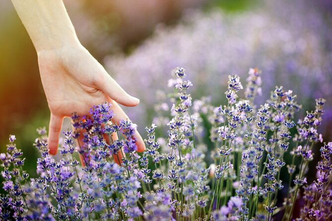 lavender-route-small-group-day-trip-from-avignon