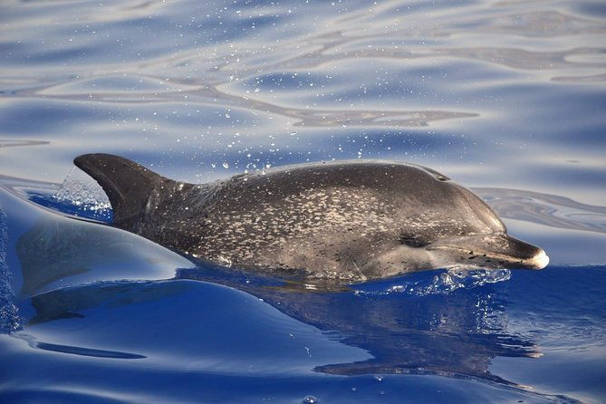 madeira-dolphin-whale-watching-tour