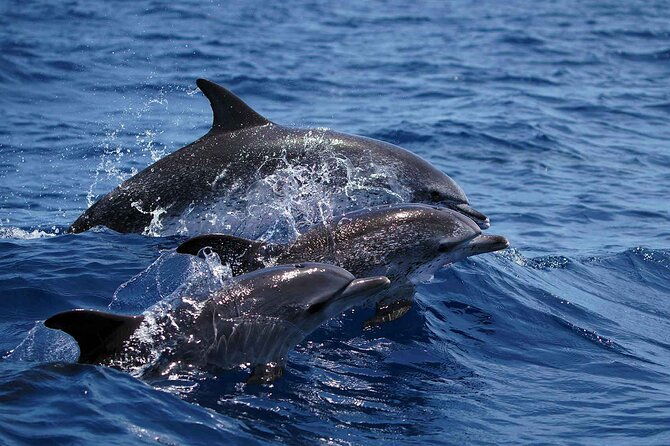 magic-dolphin-sea-safaris