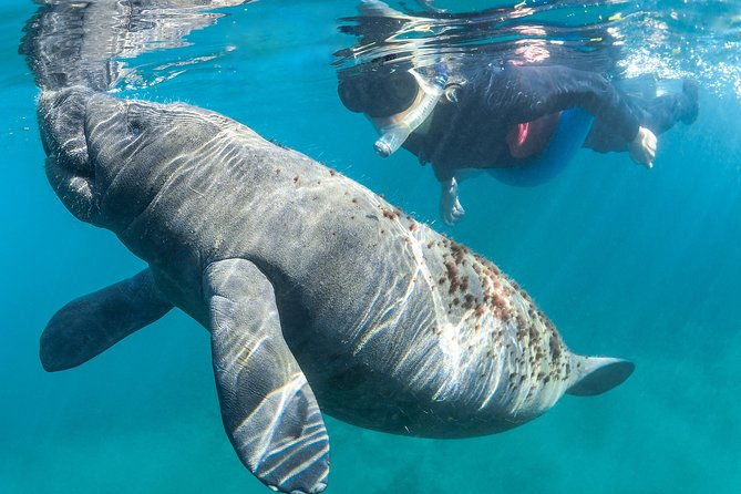 manatee-swim-tour-with-in-water-photographer