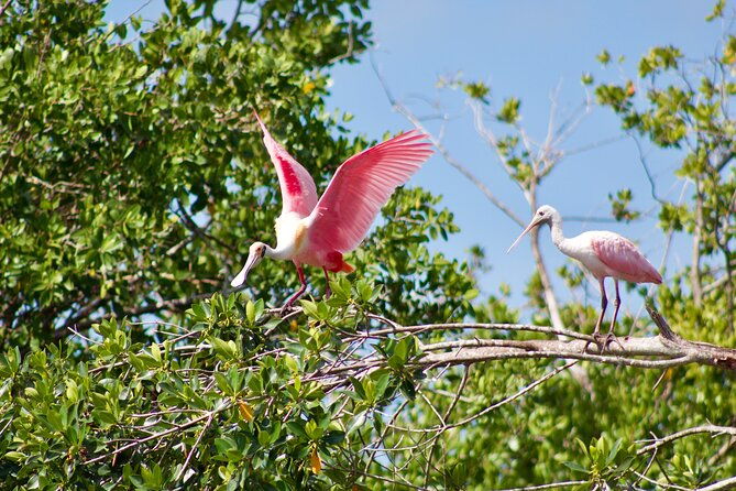 manatees-and-mangrove-tunnels-small-group-kayak-tour