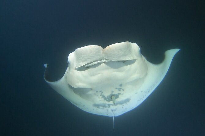 manta-ray-night-snorkel-at-kona-big-island