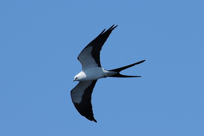 marco-island-2-hour-dolphin-birding-and-shelling-tour