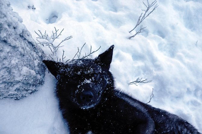 meet-taivas-the-arctic-wolves-private-tour