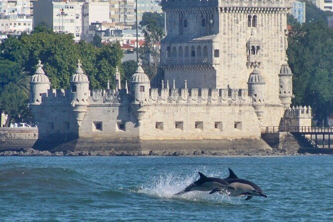 meet-the-lisbon-dolphins-dolphin-watching-in-lisbon