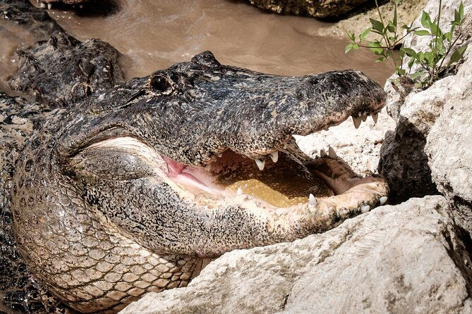 miami-everglades-airboat-gator-wildlife-show-with-roundtrip-bus