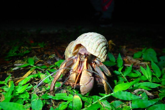 miyako-island-jungle-night-tour-and-starry-sky-viewing