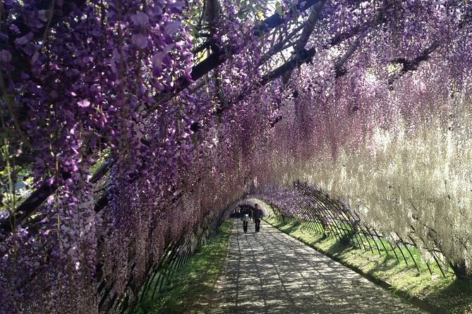 mojiko-retro-kawachi-wisteria-and-shiranoe-gardens-tour-yokabus