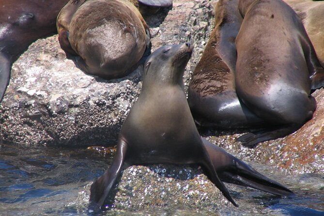 monterey-whale-watching-tour