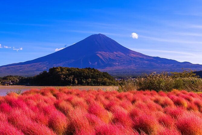 mt-fuji-scenic-views-and-lake-kawaguchi-floral-tour-from-tokyo
