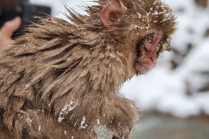 nagano-snow-monkey-1-day-tour-with-beef-sukiyaki-lunch-from-tokyo