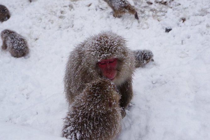 nagano-winter-special-tour-snow-monkey-and-snowshoe-hiking