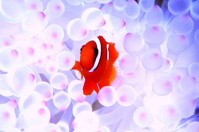naha-kerama-islands-snorkeling-tour-limited-time-whale-watching