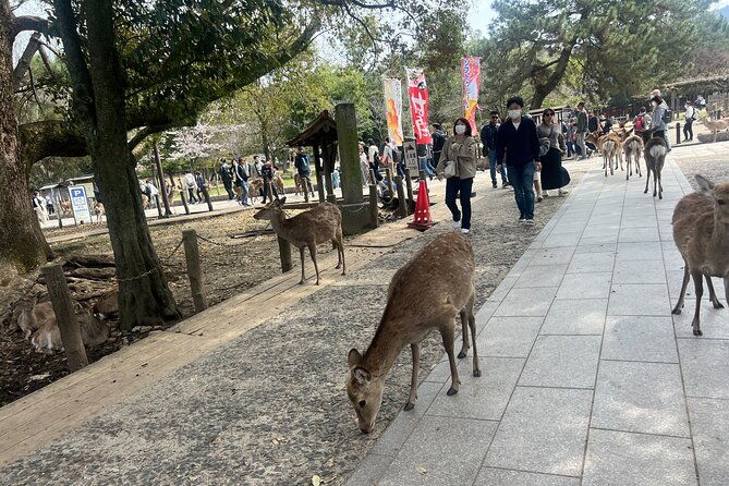 nara-day-trip-from-kyoto-with-a-licensed-guide