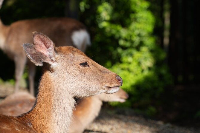nara-early-bird-tour-kyoto-departure-option-available-2