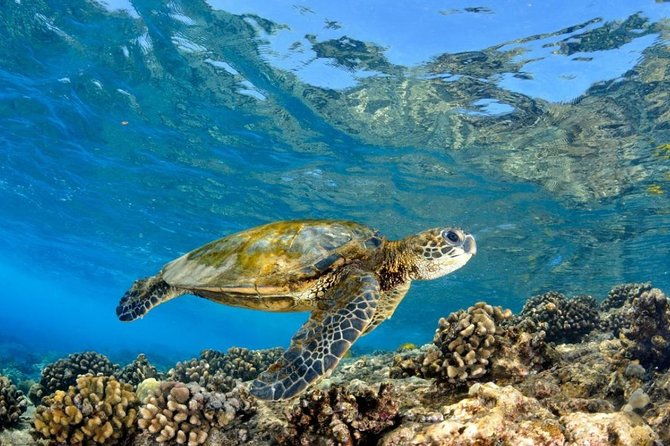 oahu-circle-island-snorkel-with-turtles-explore-in-small-group