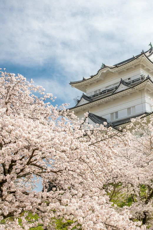 odawara-guided-ninja-samurai-tour-of-odawara-castle