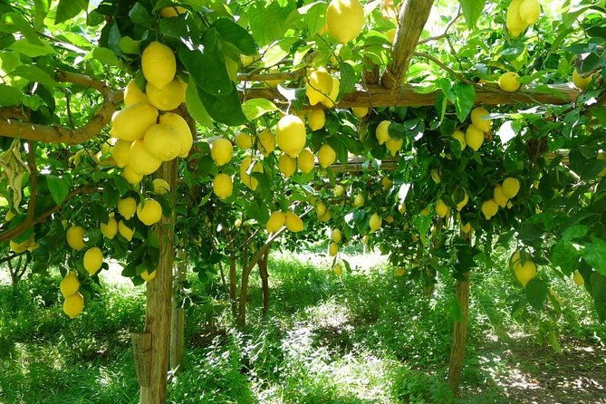 oil-cheese-and-lemon-tour