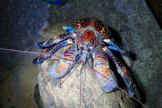 okinawa-iriomote-night-adventure-tour