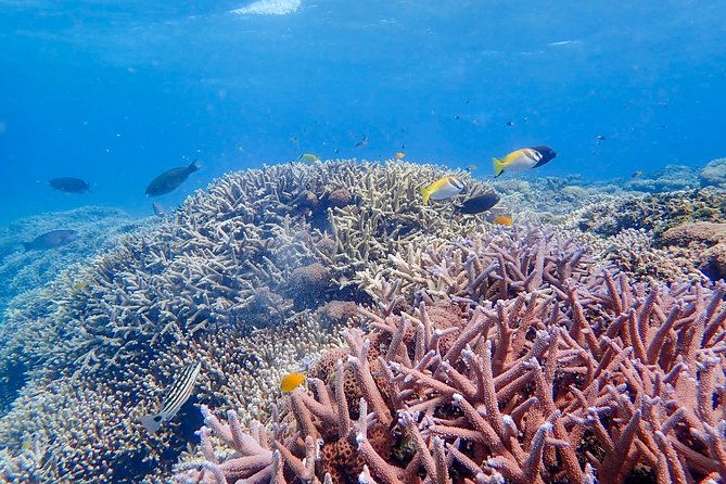 okinawa-iriomote-sup-or-canoe-and-barasu-island-snorkeling-tour