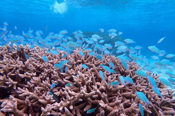 okinawa-miyako-natural-aquarium-tropical-snorkeling-with-colorful-fish