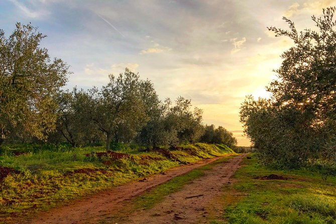 olive-oil-farm-tour-with-tasting-from-seville