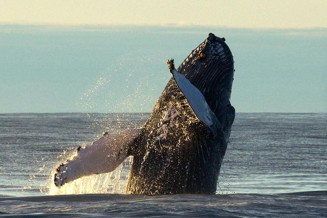 original-big-whale-safari-and-puffins-rib-boat-tour-from-husavik