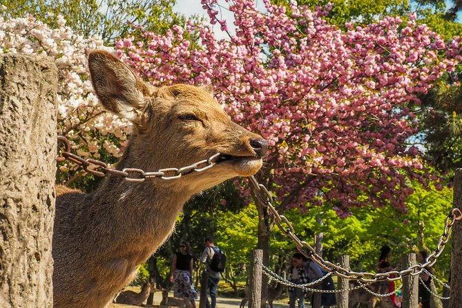 osaka-cherry-blossom-tour-with-a-local-100-personalized-private