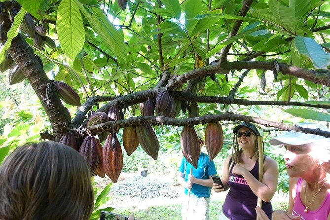 princeville-botanical-gardens-tour-and-chocolate-tasting-ticket