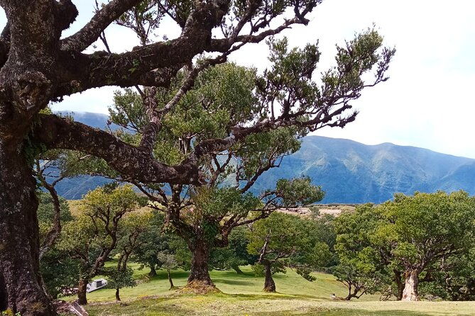 private-complete-madeira-island-tour-full-day