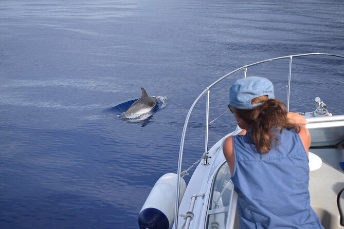 private-dolphin-and-whale-watching-tour-in-madeira