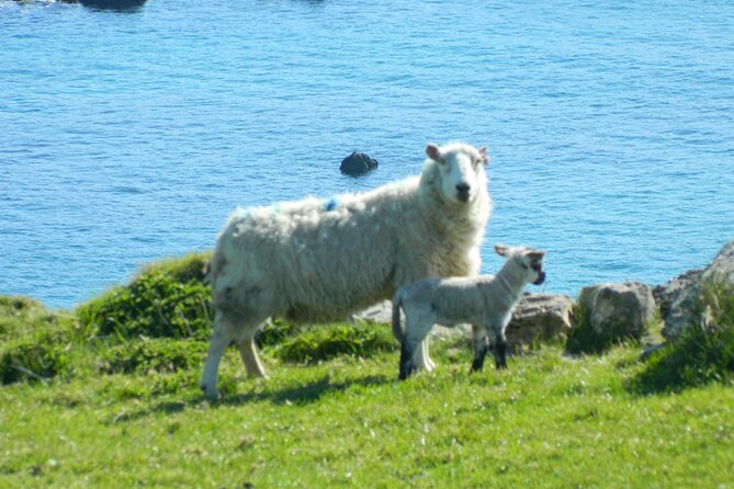 private-full-day-tour-to-dingle-and-slea-head