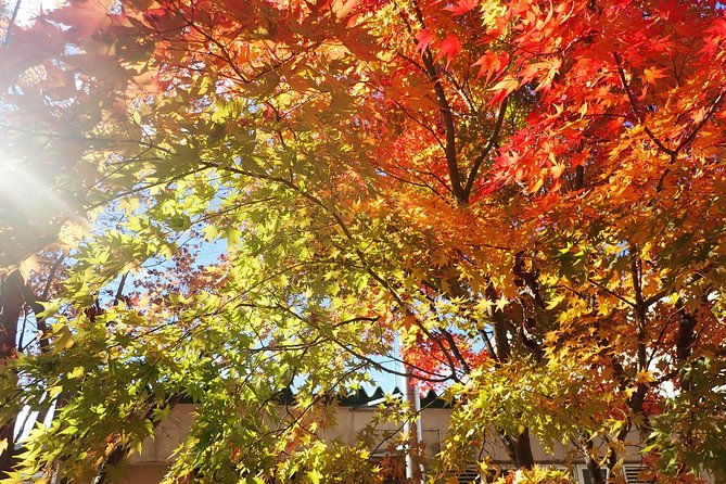 private-group-morning-cycling-tour-in-hida-furukawa