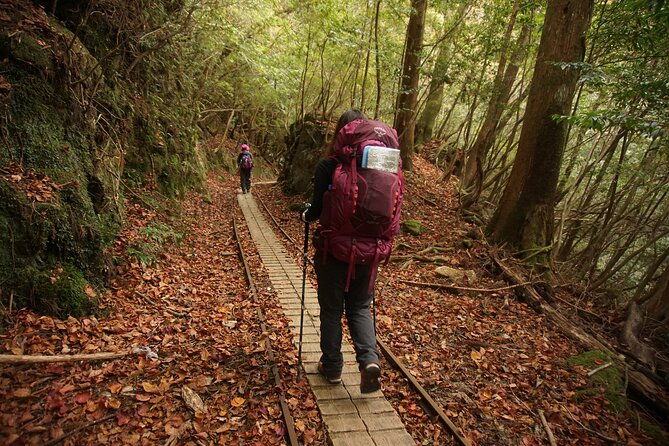 private-guide-plan-with-bento-lets-walk-in-the-forest-of-thousands-of-years-of-age-jomon-cedar-day-trip-trekking-special-lunch-with-yakushima-ingredients
