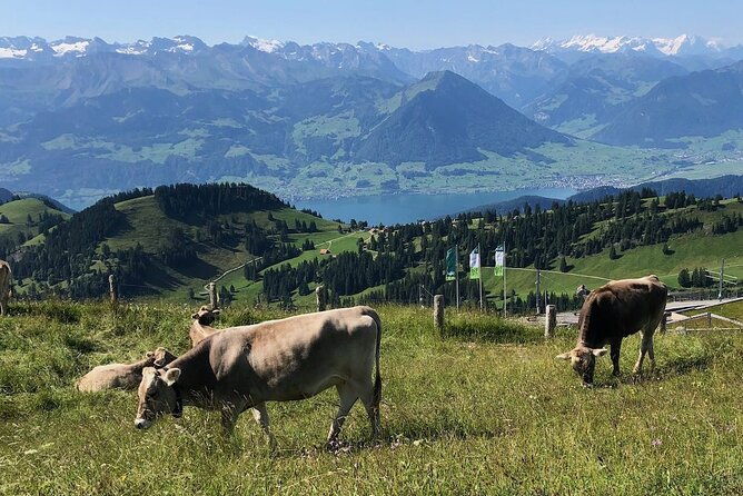 private-guided-hike-on-mt-rigi-with-farm-visit-and-bbq