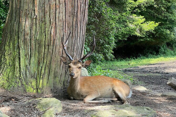 private-hiroshima-and-miyajima-tour-with-local