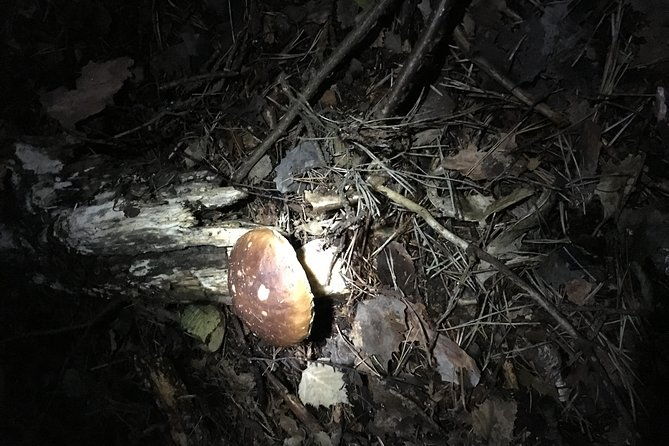 private-hunting-of-truffle-and-mushrooms-with-chef-luigi-gandola-in-bellagio