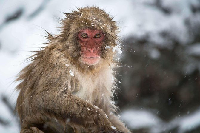 private-nagano-1-day-toursnow-monkeyszenko-jiobusesakeonsen
