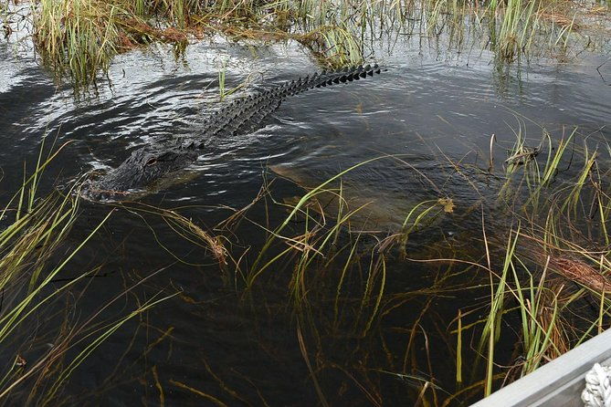 private-tour-florida-everglades-airboat-ride-and-wildlife-adventure