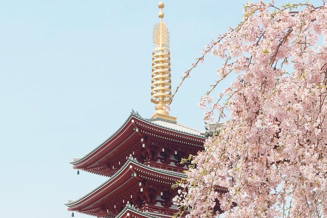 private-unique-kyoto-cherry-blossom-sakura-experience