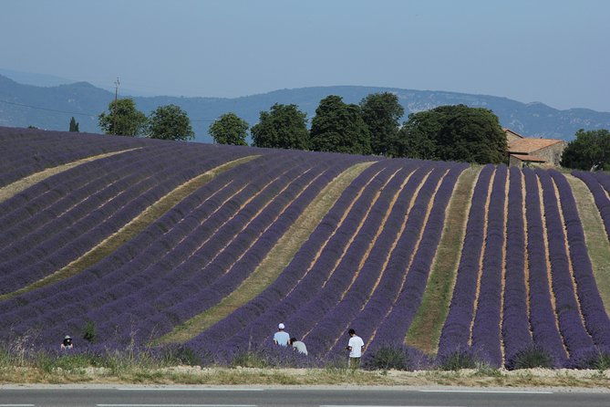 provence-lavender-full-day-tour-from-avignon