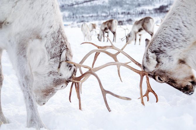 reindeer-visit-and-sami-culture-including-lunch-from-tromso