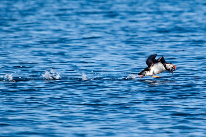 reykjavik-shore-excursion-puffin-sightseeing-cruise