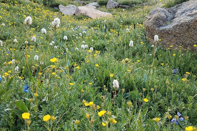 rocky-mountain-national-park-in-summer-tour-from-denver