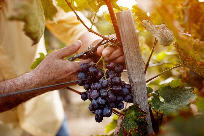 romanian-wine-tasting