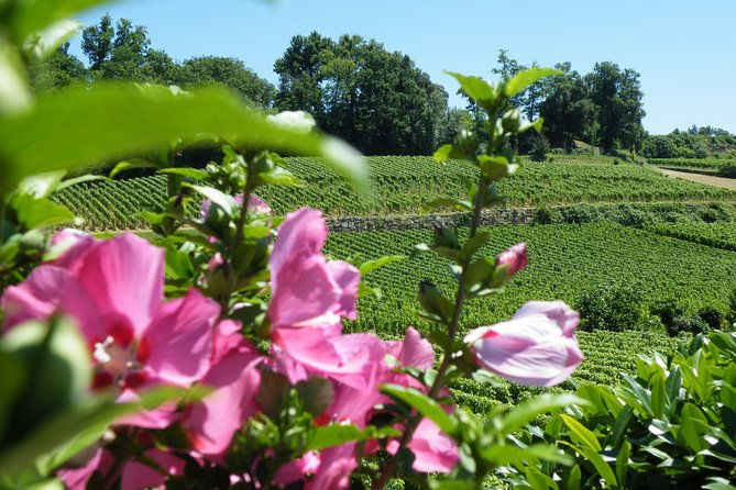 saint-emilion-wine-tour-half-day
