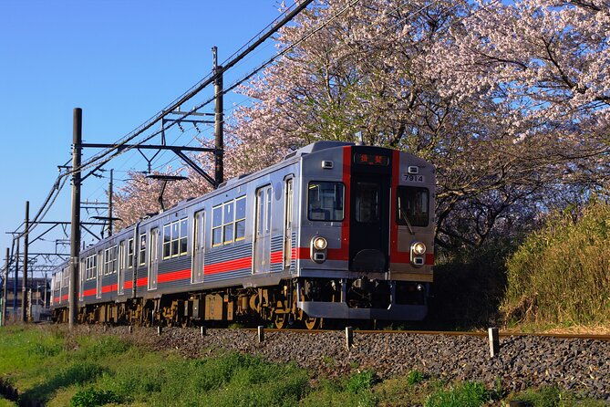 sakura-magic-and-nabana-no-sato-day-tour-from-osaka