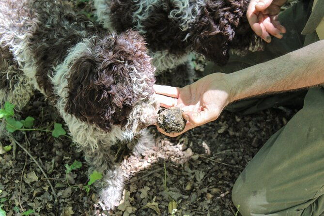 san-gimignano-truffle-hunt-truffle-cooking-class
