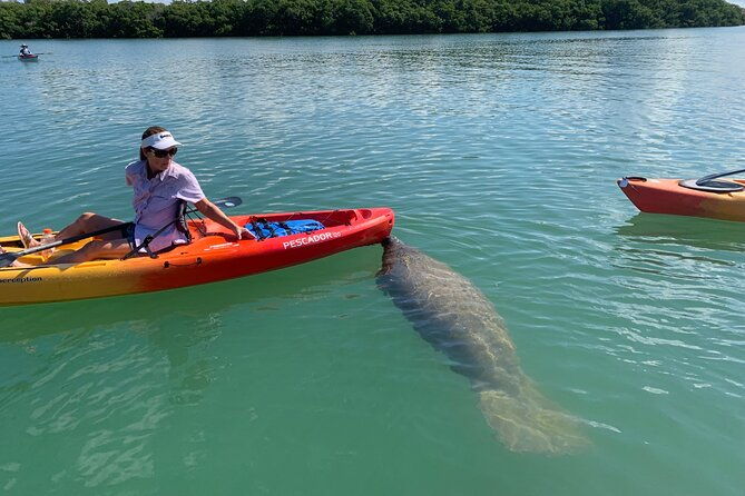 sarasota-mangrove-tunnel-guided-kayak-adventure